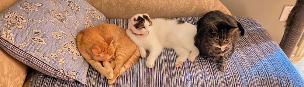 Mr. Tippy and his friends