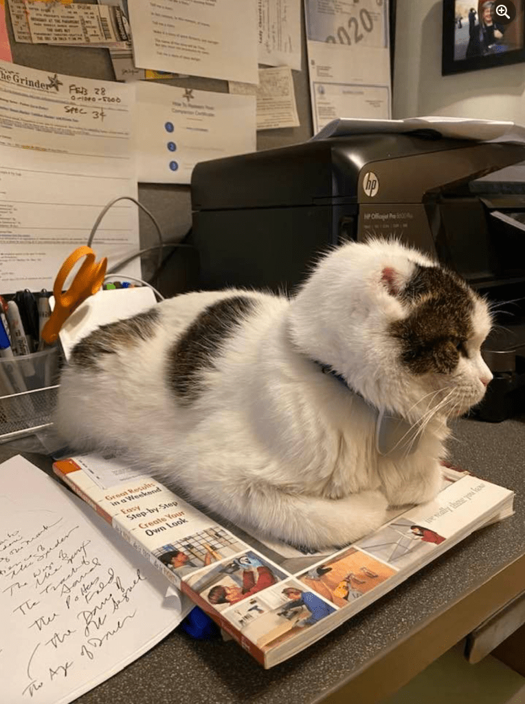 gray and white cat on a book
