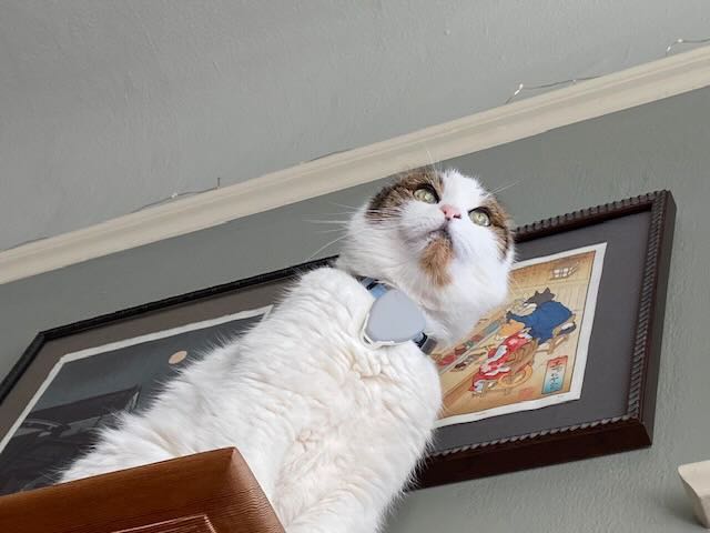 gray and white cat on a high shelf