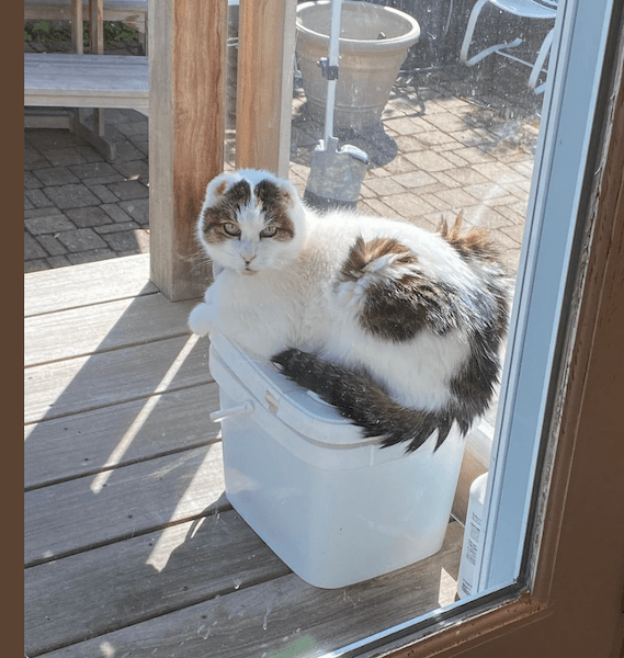 gray and white cat on a bucket