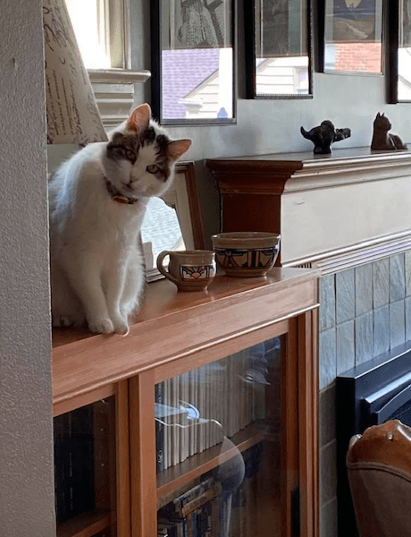 gray and white cat on a bookcase