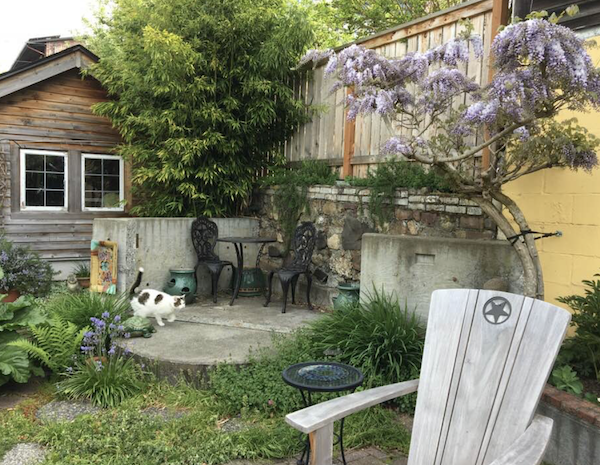 gray and white cat outdoors in a garden