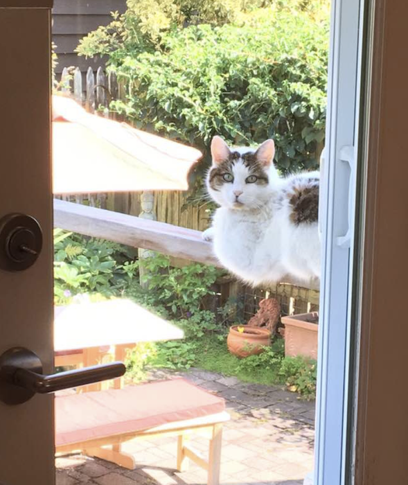 gray and white cat on a porch railing