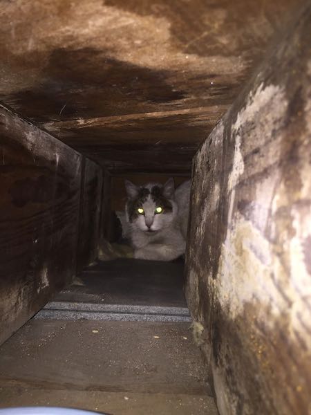 a gray-and-white cat in a duct in a ceiling