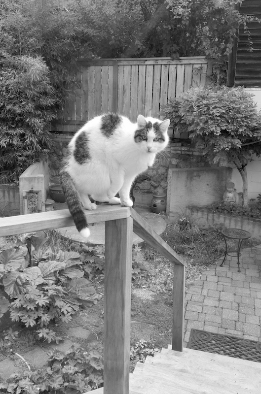 black and white photo of a gray and white cat