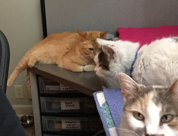 three cats on a desk