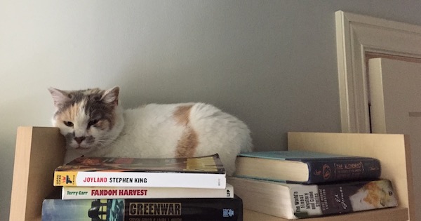 calico cat on a bookshelf