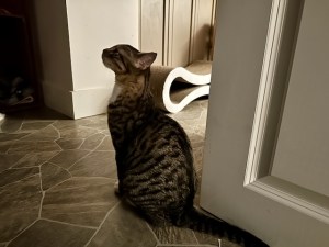 tabby cat in profile