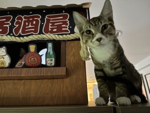 tabby cat by an izakaya cat house