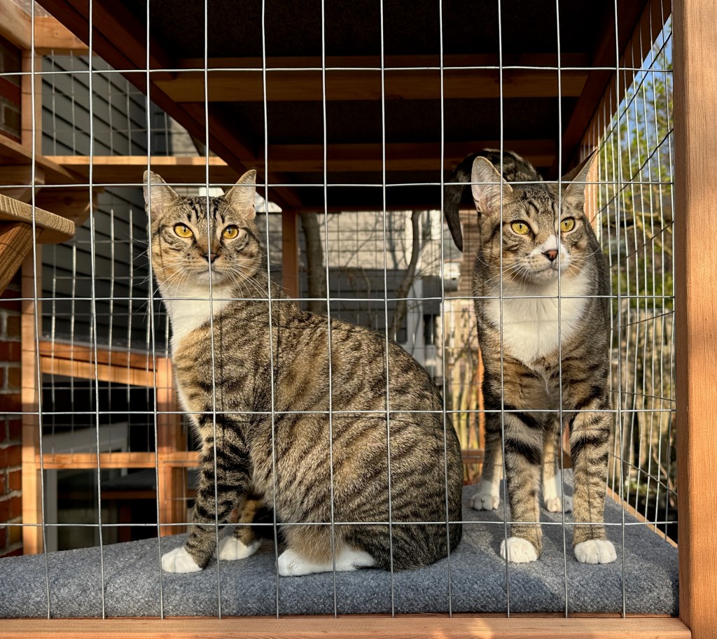 two striped F5 Savannah cats in a catio in Seattle